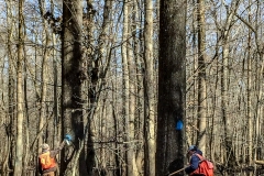 2019-Red-Oak-Harvest-trees-3