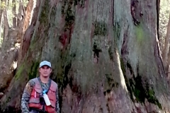 Ancient Cypress