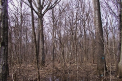 Bottomalnd Oaks