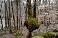 Burl