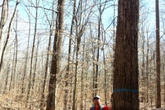 Carroll County Veneer