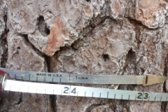Diameter Measurement
