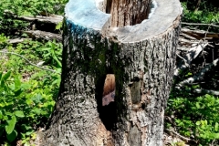 Fire Damage