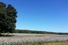 Land of Cotton & Timber