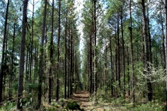 Maury Co. Pine Thinning
