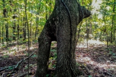 WP_000275