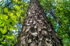 WP_000579