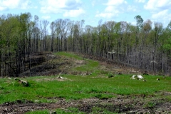 Wildlife Opening